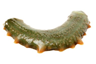 Sea cucumber clipart