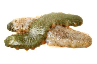 Sea cucumbers clipart