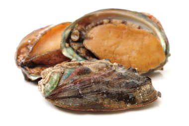 Raw abalones clipart