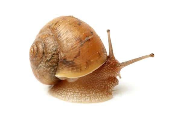 Crawling snail — Stock Photo, Image