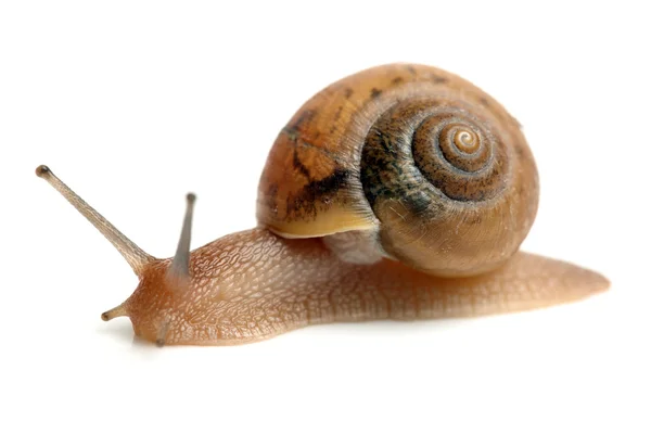 爬行蜗牛 — 图库照片