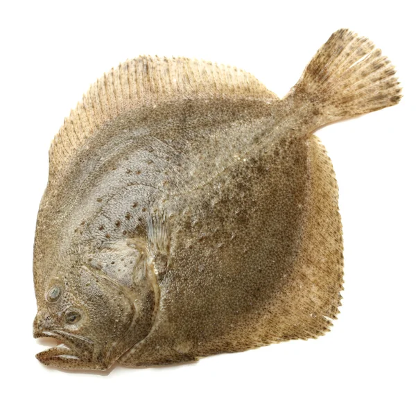 Turbot Fish — Stock Photo, Image