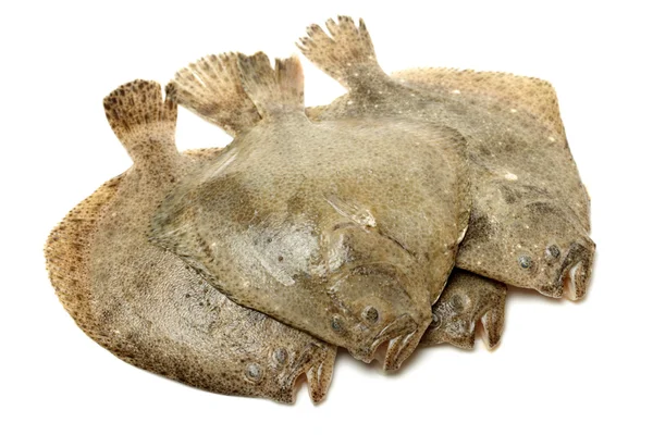 Turbot Fish — Stock Photo, Image