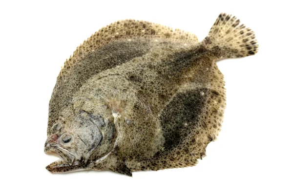 Turbot Fish — Stock Photo, Image