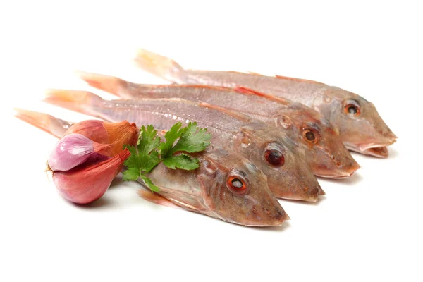 Röd knotfisk fisk — Stockfoto