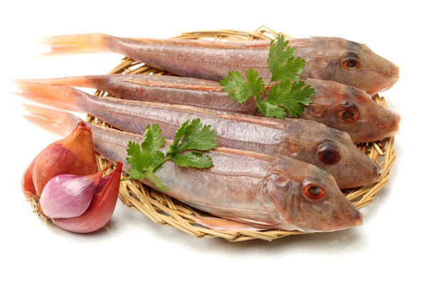 Roter Knurrfisch — Stockfoto