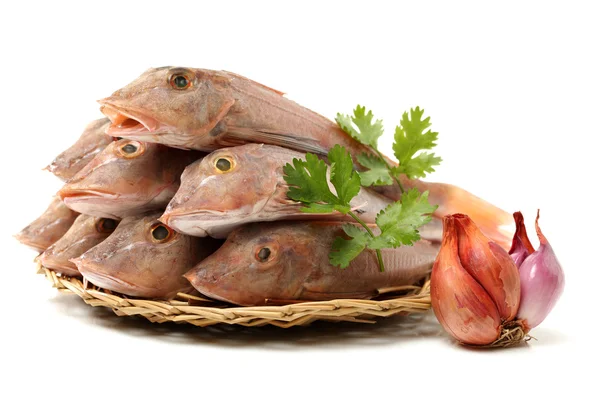 Red Gurnard Fish — Stock Photo, Image