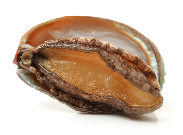 Ham abalones — Stok fotoğraf