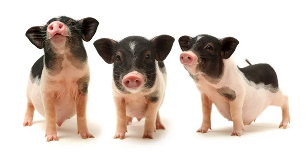 Småøyde griser – stockfoto