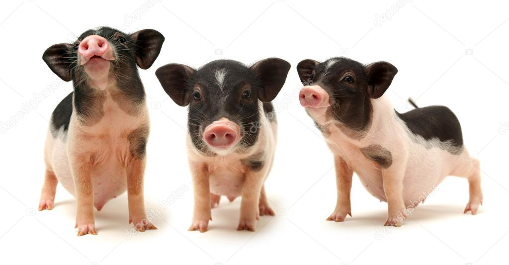 Small-eared pigs