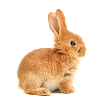 Bunny with big ears clipart