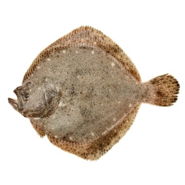 psetta maxima (kalkan balığı)