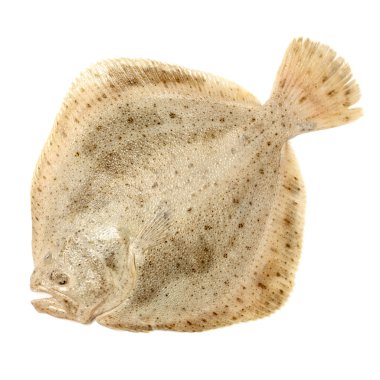 psetta maxima (kalkan balığı)