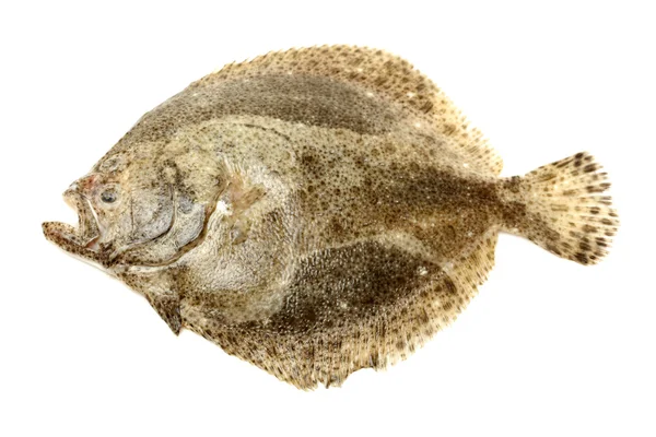 Psetta maxima (kalkan balığı) — Stok fotoğraf