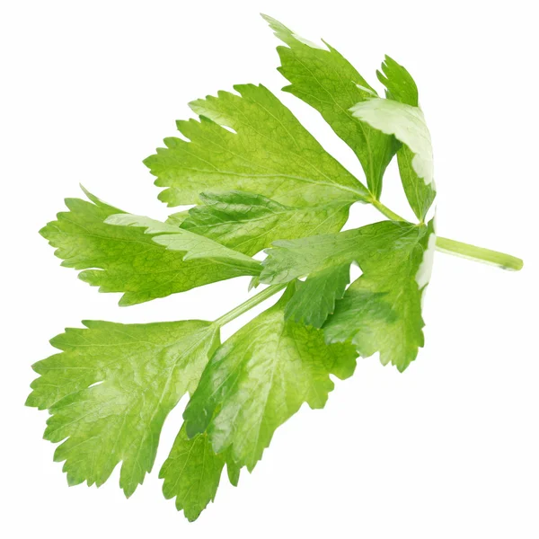 Celery leaf — Stock Photo, Image