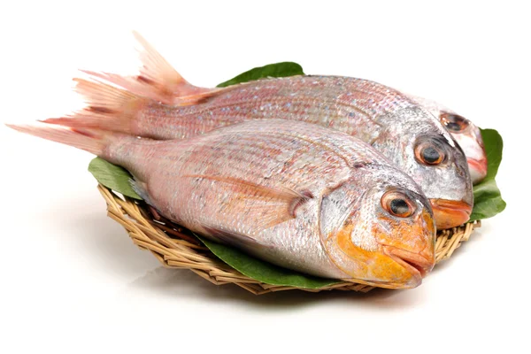 Psetta maxima (Kambala velká ryba) — Stock fotografie