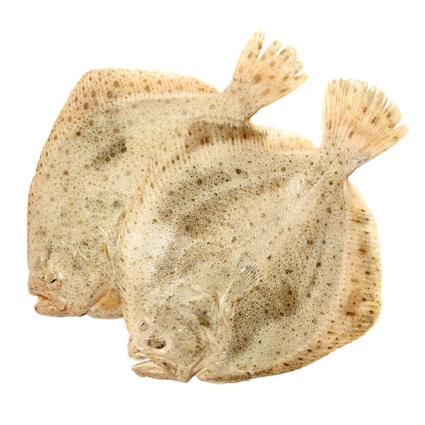 Psetta maxima (Turbot Fish)