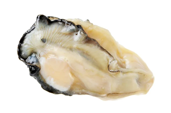 Abalone crudo — Foto Stock