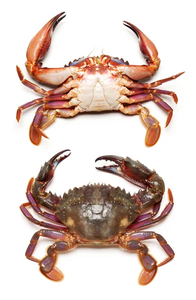 Gekookte krab — Stockfoto