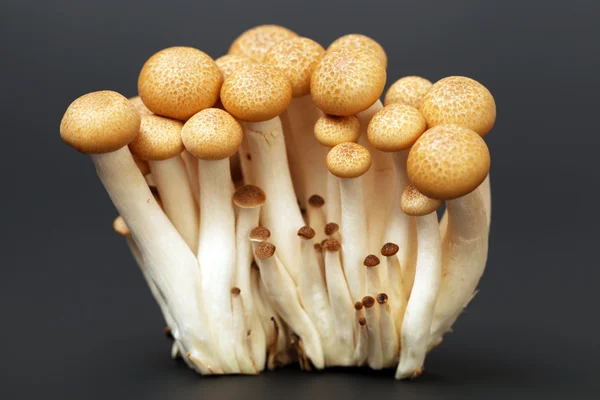 Funghi di faggio marrone — Foto Stock