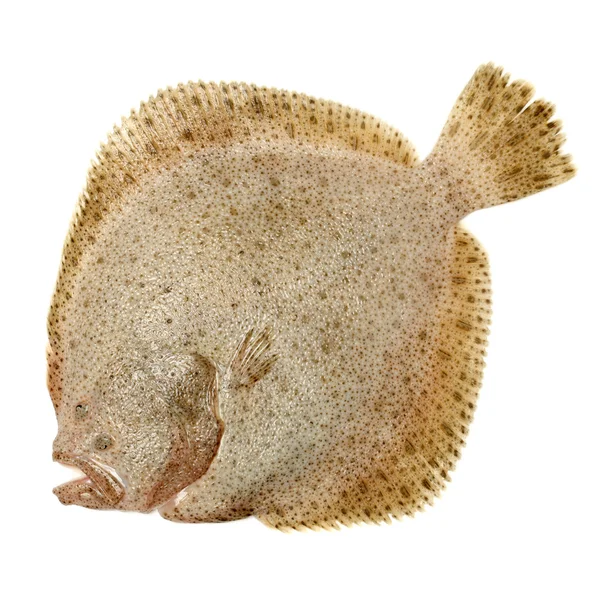 Psetta maxima (Turbot Fish) — Stock Photo, Image