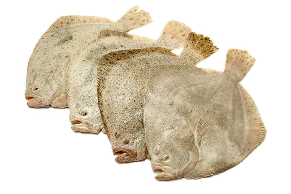 Psetta maxima (Turbot Fish)