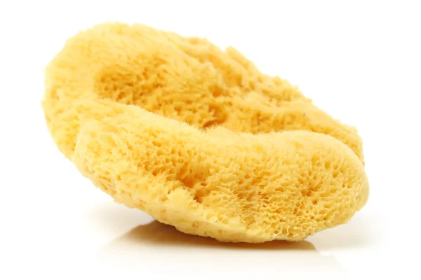 Natural sponge — Stock Photo, Image
