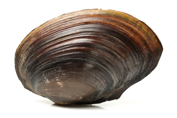 The swan mussel — Stock Photo, Image