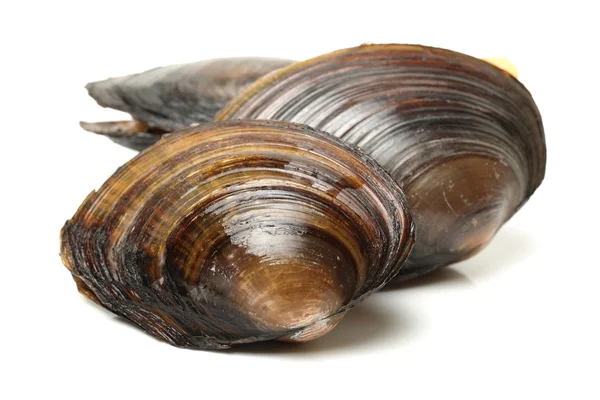 The swan mussels — Stock Photo, Image