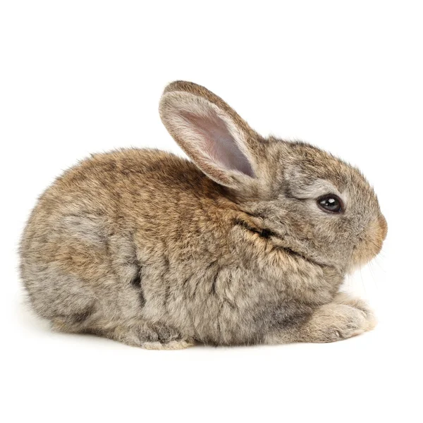 Grey rabbit — Stock Photo, Image