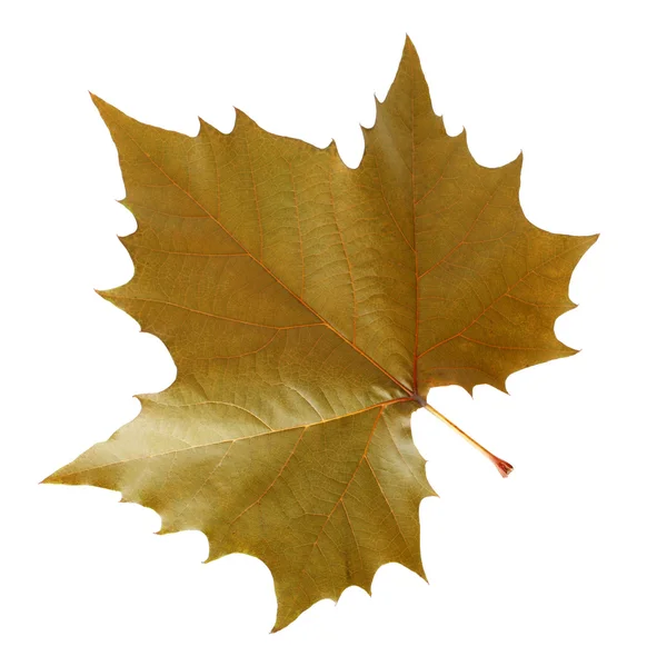 Autumn leaf — Stock Photo, Image