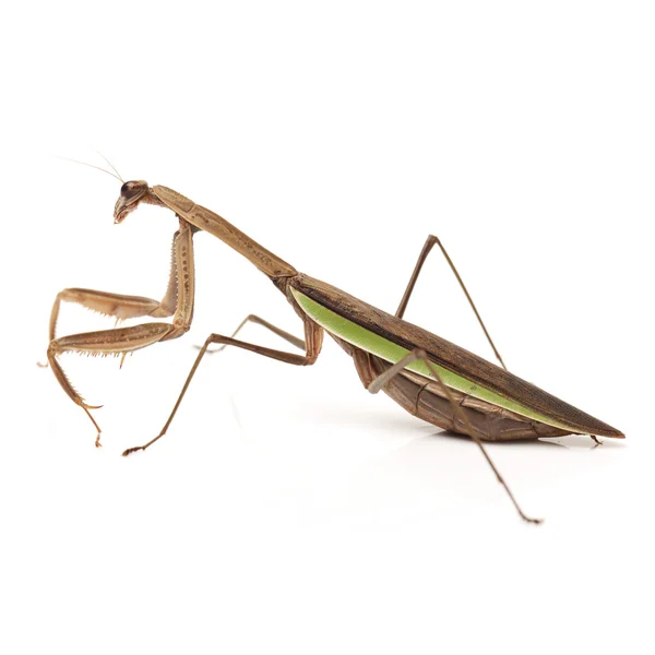 Picture of an European mantis — Stock Photo, Image