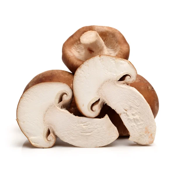 Shiitake champignons — Stockfoto