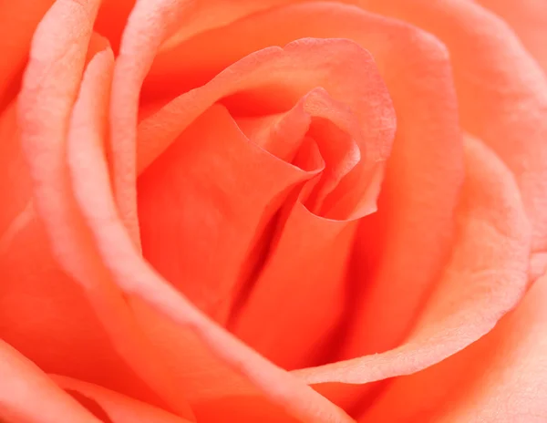 Schöne rote Rosen — Stockfoto