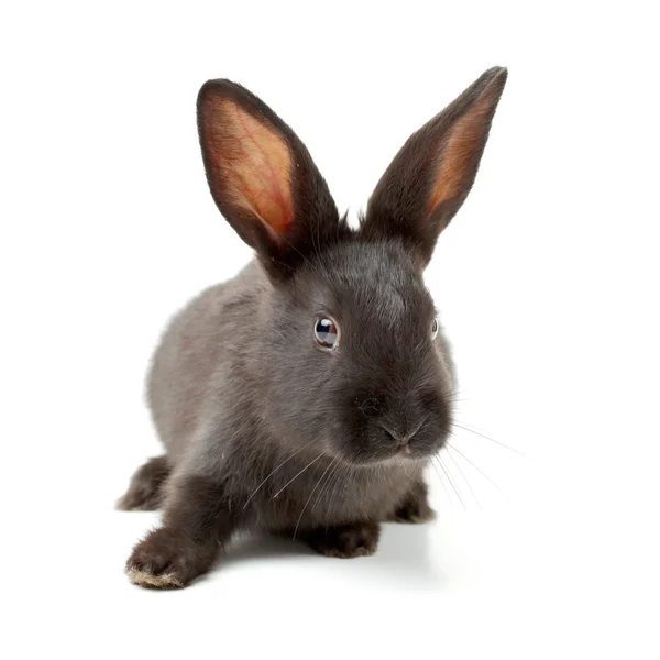 회색 토끼 — 스톡 사진