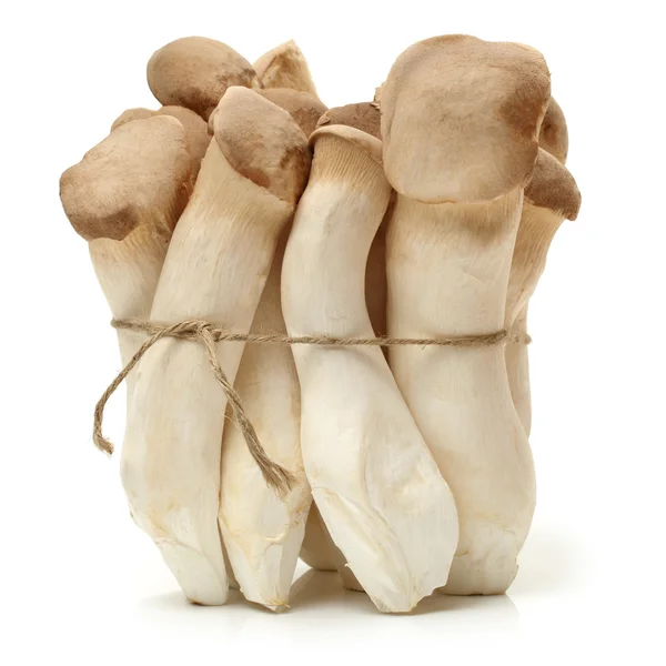 Три гриба — стоковое фото