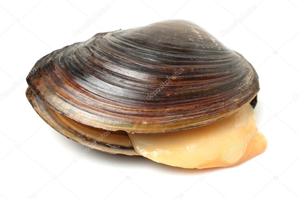 The swan mussel