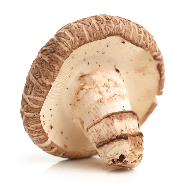 Shiitake mushrooms — Stock Photo, Image