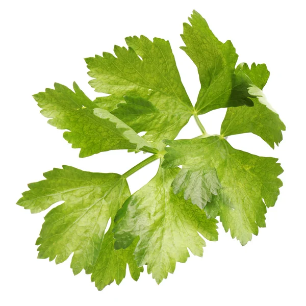 Green Leaf — Stock Photo, Image