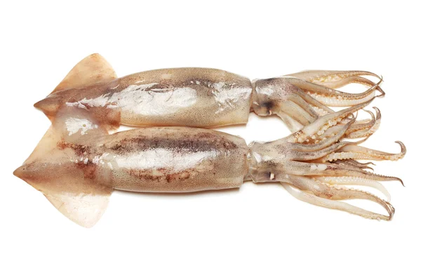Nyfångad squid — Stockfoto