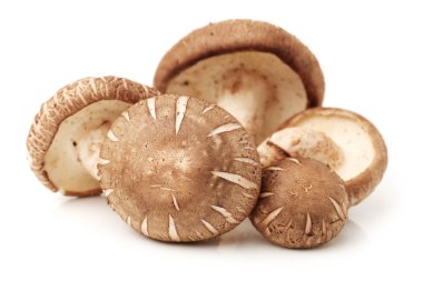 shiitake mantarları