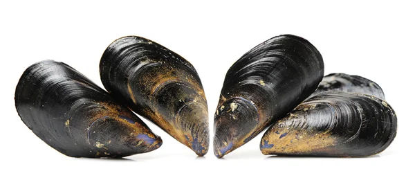 Fresh mussels — Stock Photo, Image