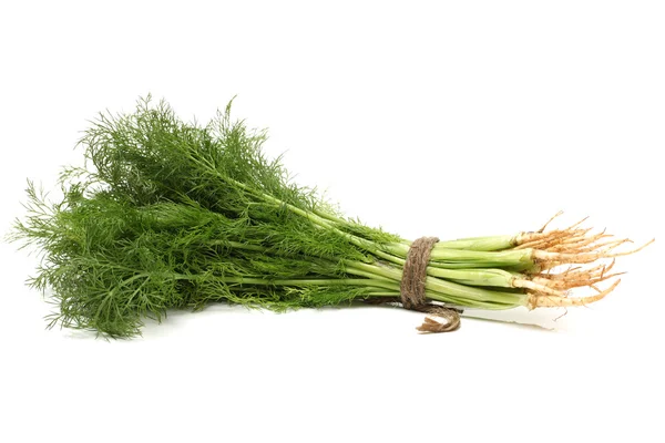 Dill geïsoleerd — Stockfoto