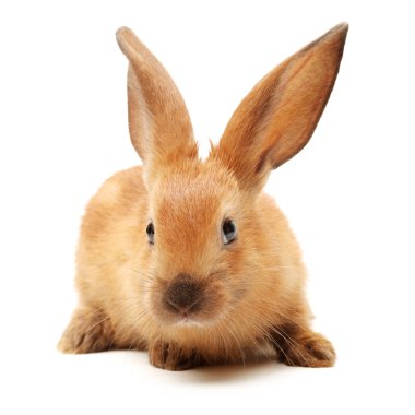 Turuncu tavşan