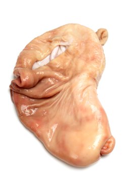 domuzun organları