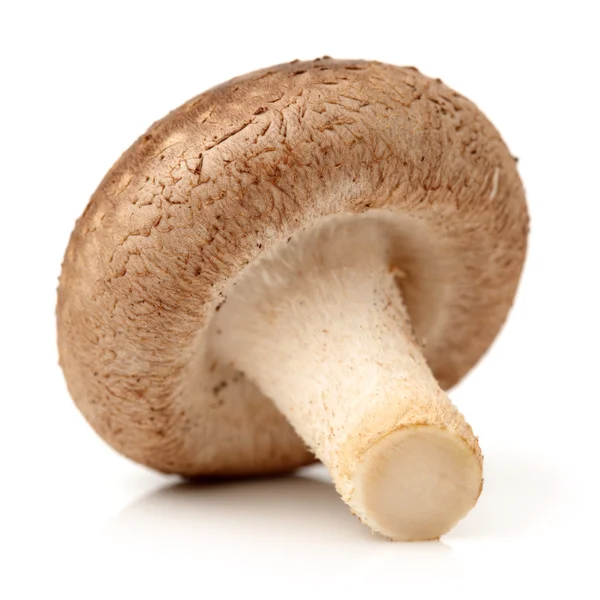 Shiitake mushroom — Stock Photo, Image