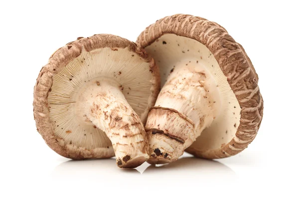 Shiitake mantarları — Stok fotoğraf