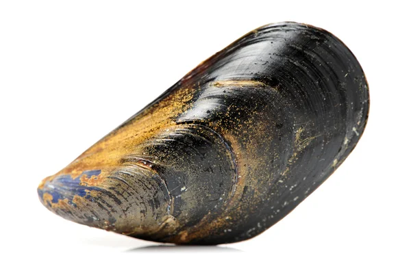 Fresh mussels — Stock Photo, Image