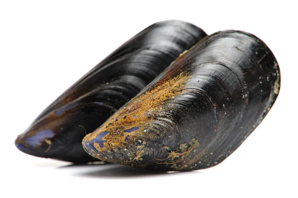 Fresh mussels — Stock Photo, Image