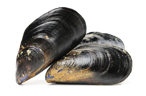 Cozze fresche — Foto Stock